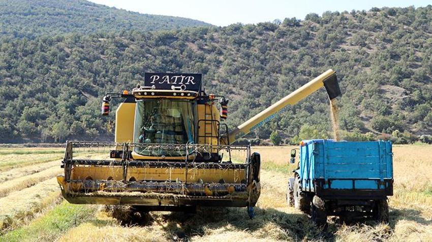Dünyada belki eşi benzeri yok! Şeker hastalarının gönül rahatlığıyla yiyebileceği lezzette hasat başladı: 1 buçuk tondan 750 ton verim sağlanıyor