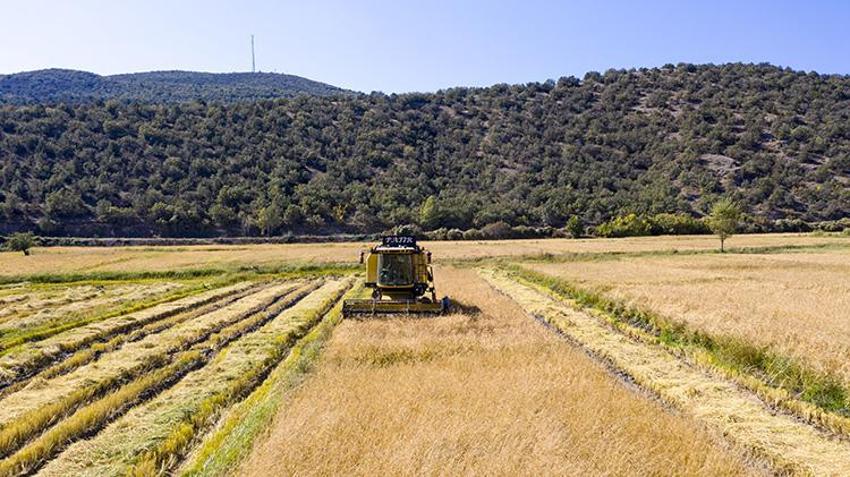 Dünyada belki eşi benzeri yok! Şeker hastalarının gönül rahatlığıyla yiyebileceği lezzette hasat başladı: 1 buçuk tondan 750 ton verim sağlanıyor