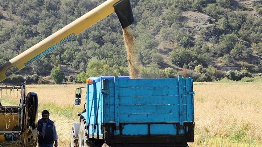 Dünyada belki eşi benzeri yok! Şeker hastalarının gönül rahatlığıyla yiyebileceği lezzette hasat başladı: 1 buçuk tondan 750 ton verim sağlanıyor
