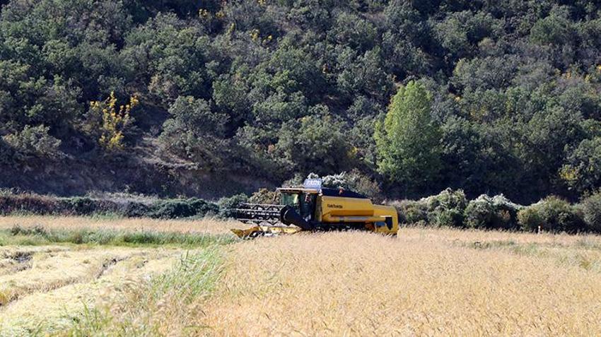 Dünyada belki eşi benzeri yok! Şeker hastalarının gönül rahatlığıyla yiyebileceği lezzette hasat başladı: 1 buçuk tondan 750 ton verim sağlanıyor