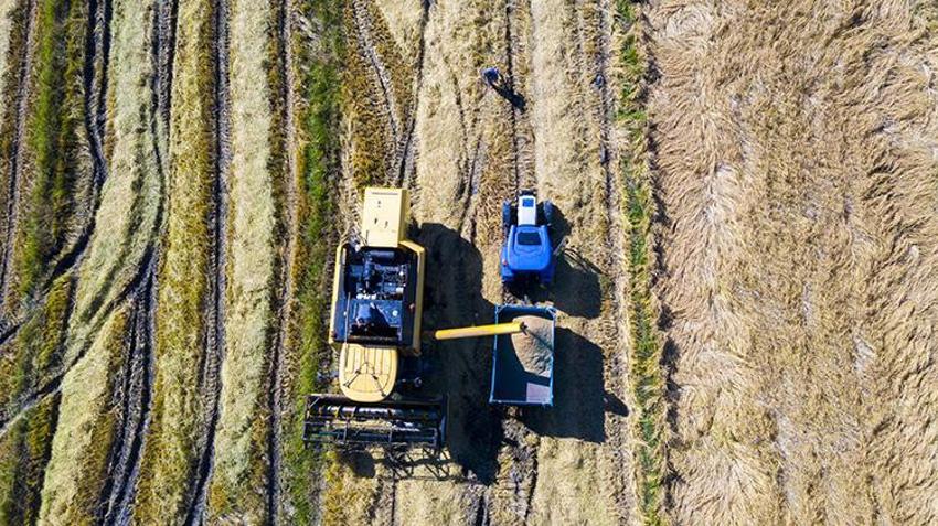 Dünyada belki eşi benzeri yok! Şeker hastalarının gönül rahatlığıyla yiyebileceği lezzette hasat başladı: 1 buçuk tondan 750 ton verim sağlanıyor