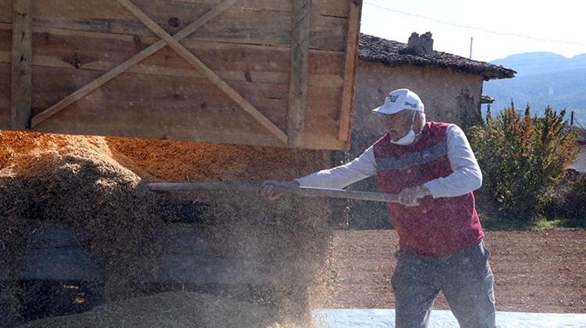 Dünyada belki eşi benzeri yok! Şeker hastalarının gönül rahatlığıyla yiyebileceği lezzette hasat başladı: 1 buçuk tondan 750 ton verim sağlanıyor