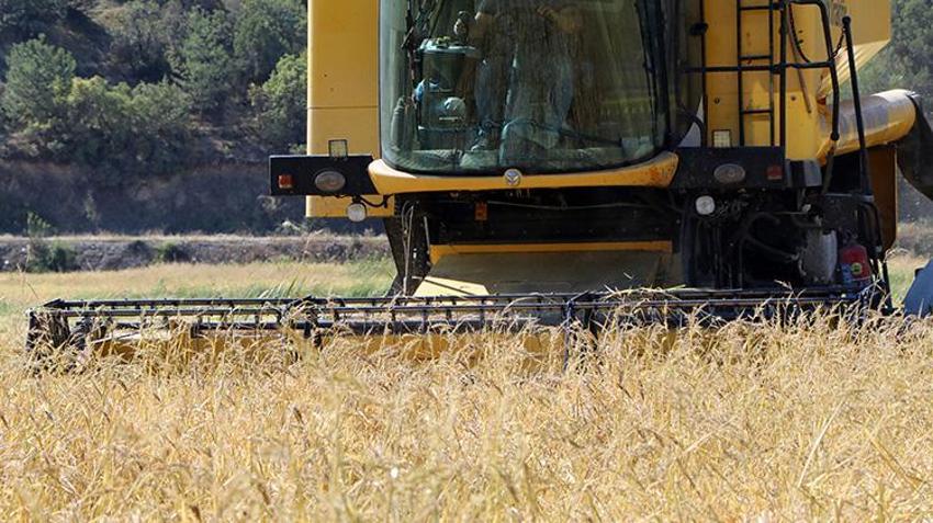 Dünyada belki eşi benzeri yok! Şeker hastalarının gönül rahatlığıyla yiyebileceği lezzette hasat başladı: 1 buçuk tondan 750 ton verim sağlanıyor