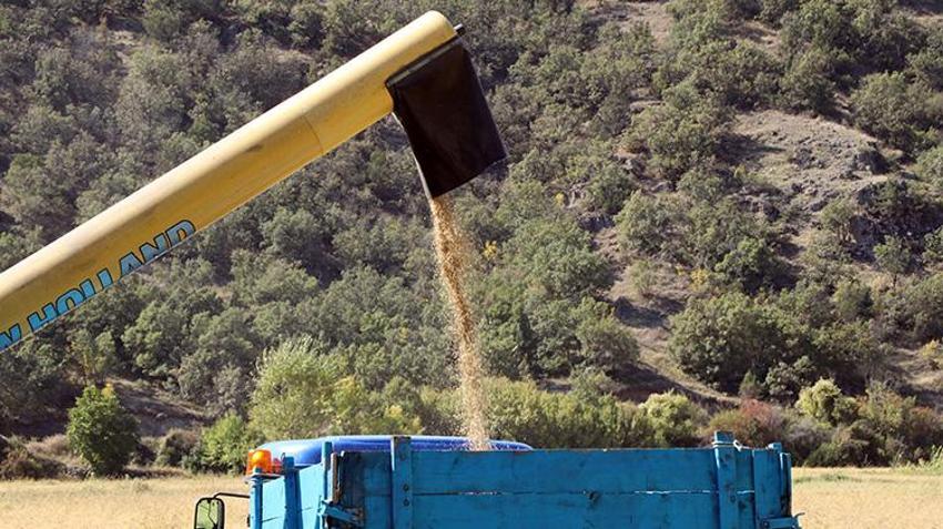Dünyada belki eşi benzeri yok! Şeker hastalarının gönül rahatlığıyla yiyebileceği lezzette hasat başladı: 1 buçuk tondan 750 ton verim sağlanıyor