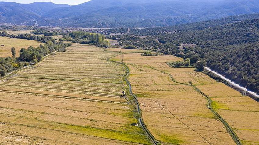 Dünyada belki eşi benzeri yok! Şeker hastalarının gönül rahatlığıyla yiyebileceği lezzette hasat başladı: 1 buçuk tondan 750 ton verim sağlanıyor