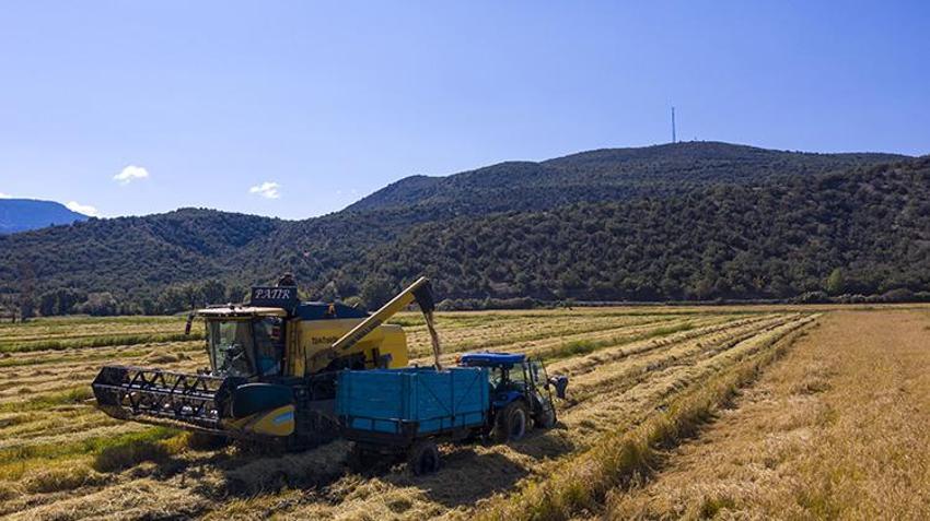 Dünyada belki eşi benzeri yok! Şeker hastalarının gönül rahatlığıyla yiyebileceği lezzette hasat başladı: 1 buçuk tondan 750 ton verim sağlanıyor