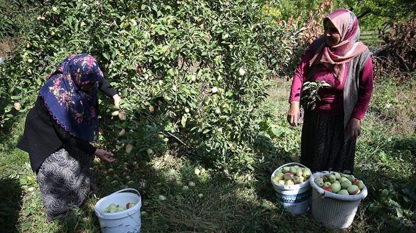 6 aya kadar raf ömrü var! Türkiye'de sadece Kağızman'da yetişiyor: 5 bin tonluk rekolte bekleniyor