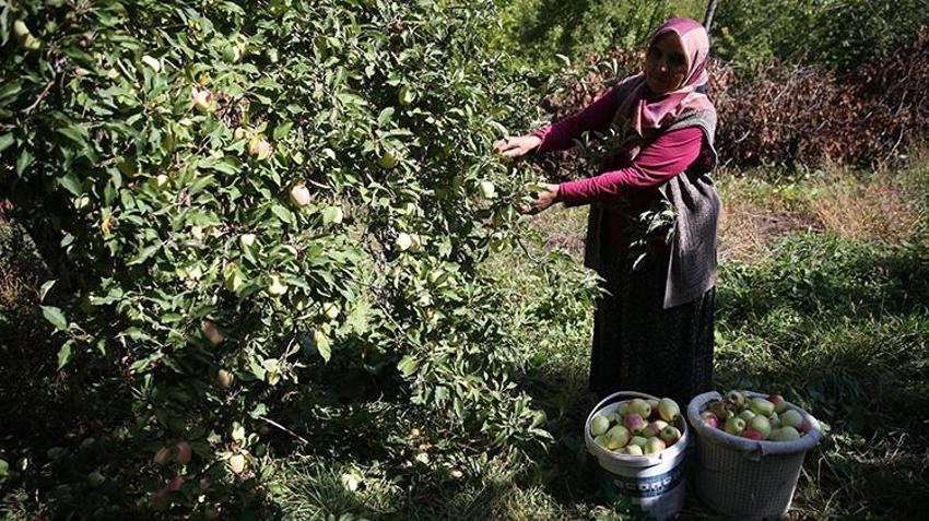 6 aya kadar raf ömrü var! Türkiye'de sadece Kağızman'da yetişiyor: 5 bin tonluk rekolte bekleniyor