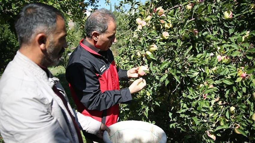 6 aya kadar raf ömrü var! Türkiye'de sadece Kağızman'da yetişiyor: 5 bin tonluk rekolte bekleniyor