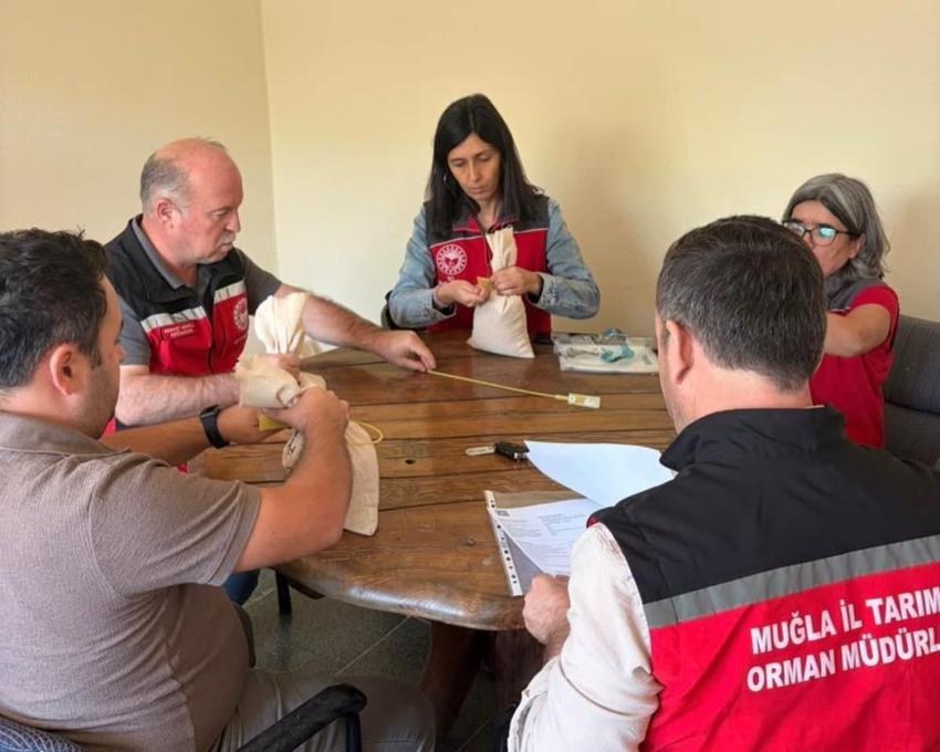 Muğla’da 9 bin 950 dekarlık üretim tamamlandı! Çiftçiler için kritik aşama geçildi