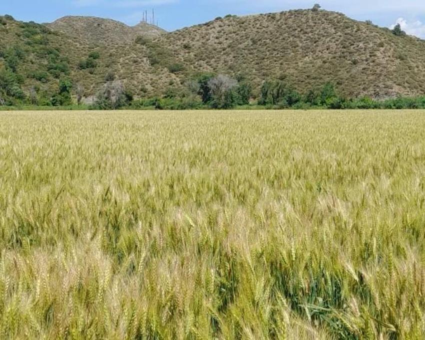 Muğla’da 9 bin 950 dekarlık üretim tamamlandı! Çiftçiler için kritik aşama geçildi