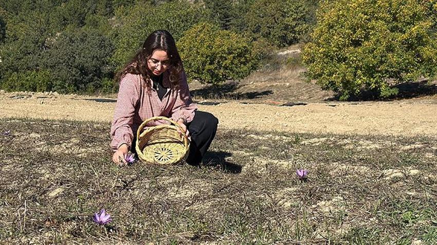 Kilosu 800 bin TL! Safranbolu'da bereketli hasat başladı! Tarlalar mora bürünüyor: Çiftçiler kazanıyor