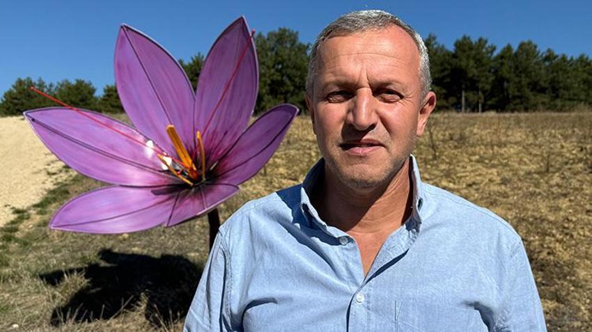 Kilosu 800 bin TL! Safranbolu'da bereketli hasat başladı! Tarlalar mora bürünüyor: Çiftçiler kazanıyor