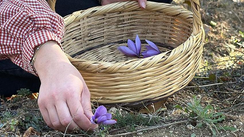 Kilosu 800 bin TL! Safranbolu'da bereketli hasat başladı! Tarlalar mora bürünüyor: Çiftçiler kazanıyor