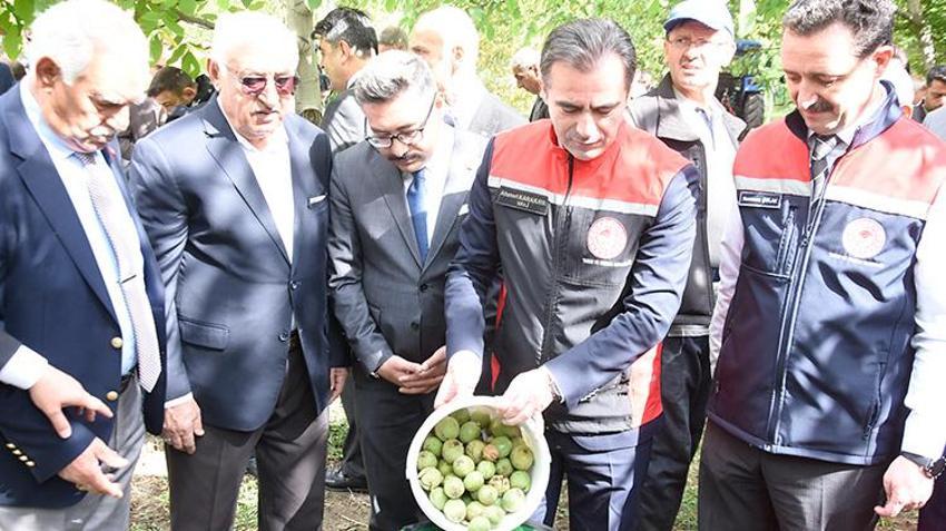 Adilcevaz'da ince kabuklu tescilli lezzet çiftçinin yüzünü güldürüyor: Yıllık 7 bin 900 ton üretimle rekor kırdı