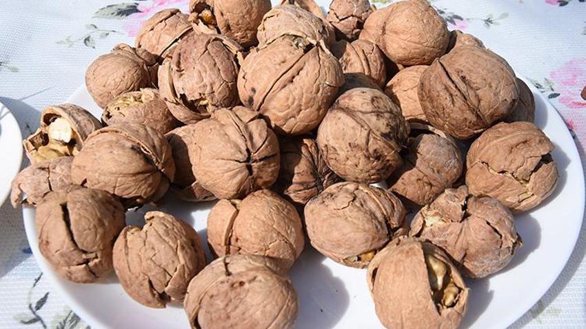 Adilcevaz'da ince kabuklu tescilli lezzet çiftçinin yüzünü güldürüyor: Yıllık 7 bin 900 ton üretimle rekor kırdı