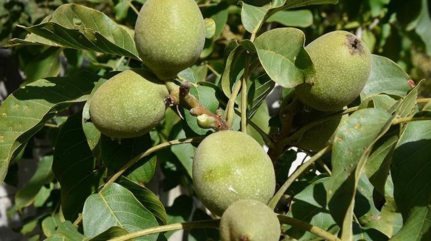 Adilcevaz'da ince kabuklu tescilli lezzet çiftçinin yüzünü güldürüyor: Yıllık 7 bin 900 ton üretimle rekor kırdı