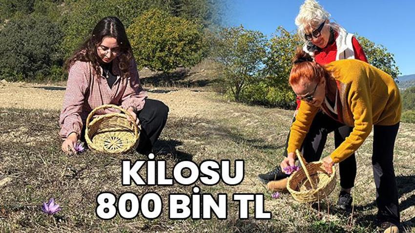 Kilosu 800 bin TL! Safranbolu'da bereketli hasat başladı! Tarlalar mora bürünüyor: Çiftçiler kazanıyor
