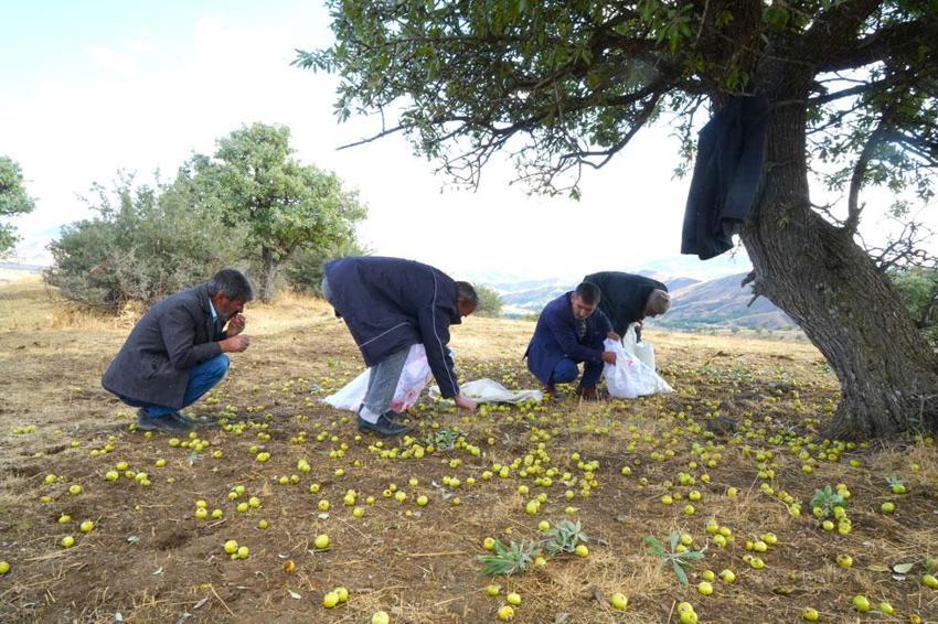 110 bin ahlat ağacında armut hasadı Bilek köyünde sürüyor