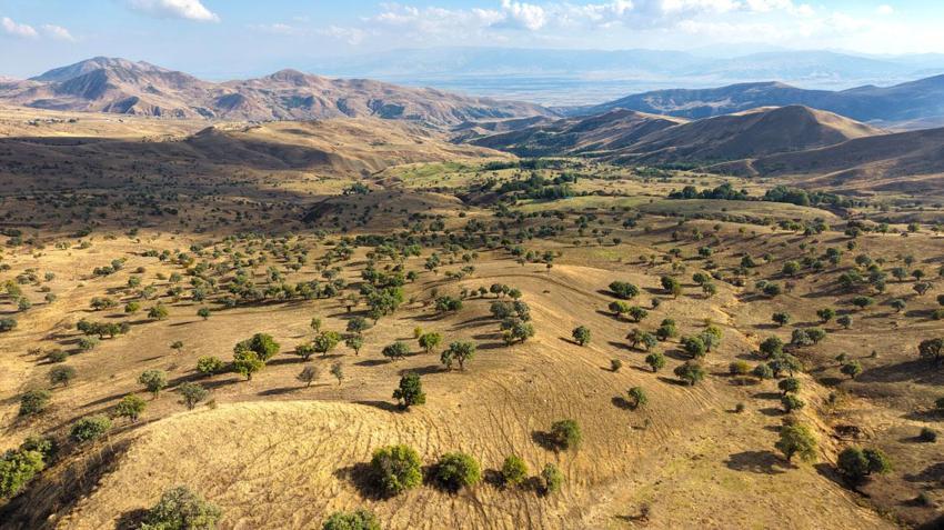 110 bin ahlat ağacında armut hasadı Bilek köyünde sürüyor