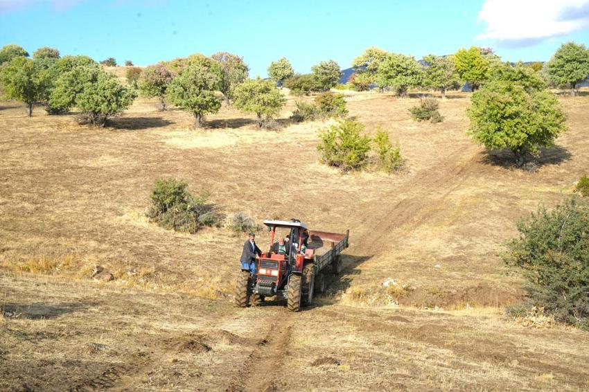 110 bin ahlat ağacında armut hasadı Bilek köyünde sürüyor