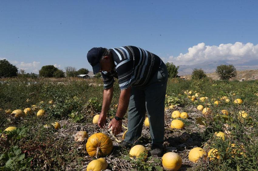 Erciyes Dağı'nın eteklerindeki tarlalar sarıya büründü! 'Türkiye'nin kabak çekirdeği ambarı' Kayseri'de seyirlik görüntüler