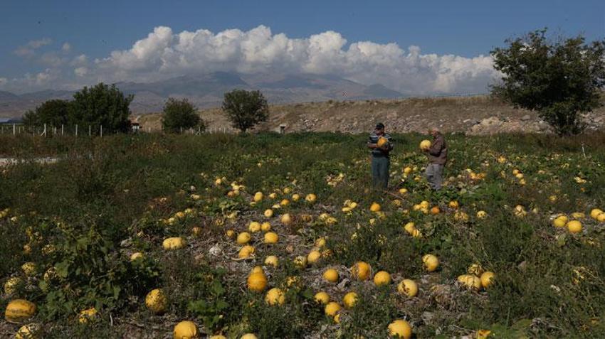 Erciyes Dağı'nın eteklerindeki tarlalar sarıya büründü! 'Türkiye'nin kabak çekirdeği ambarı' Kayseri'de seyirlik görüntüler