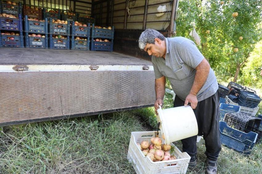Her yerde yetişiyor ama tadı sadece Adana’da var! Kilosu tarlada 80 lirayı buldu, kapış kapış satılıyor