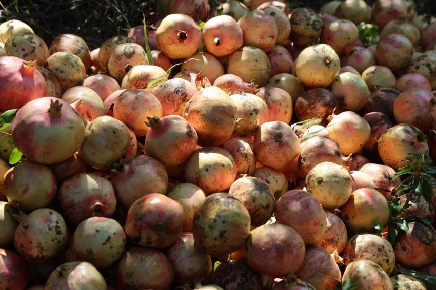 Her yerde yetişiyor ama tadı sadece Adana’da var! Kilosu tarlada 80 lirayı buldu, kapış kapış satılıyor