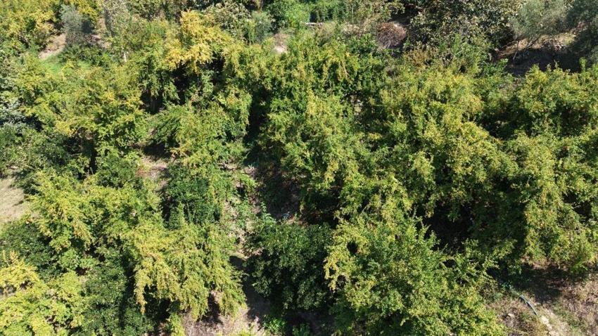 Her yerde yetişiyor ama tadı sadece Adana’da var! Kilosu tarlada 80 lirayı buldu, kapış kapış satılıyor
