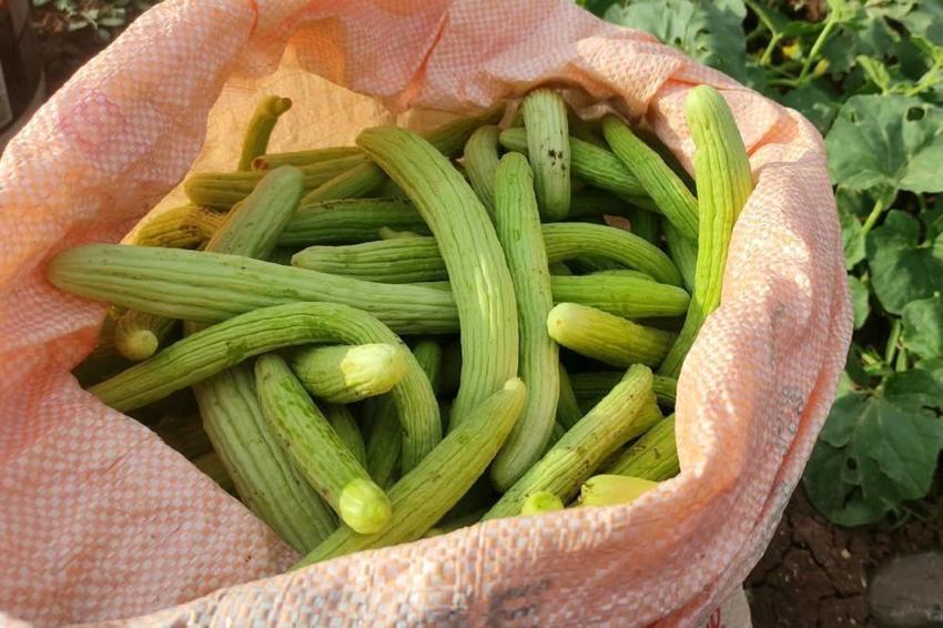 Sarımsaktan sonra ekiyorlar, günde 200 kilo topluyorlar! Kışlık için akın akın geliyorlar