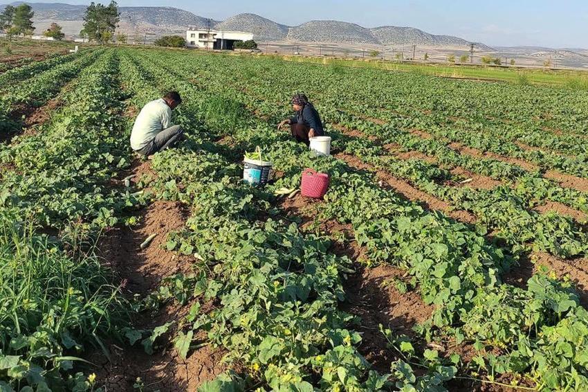 Sarımsaktan sonra ekiyorlar, günde 200 kilo topluyorlar! Kışlık için akın akın geliyorlar