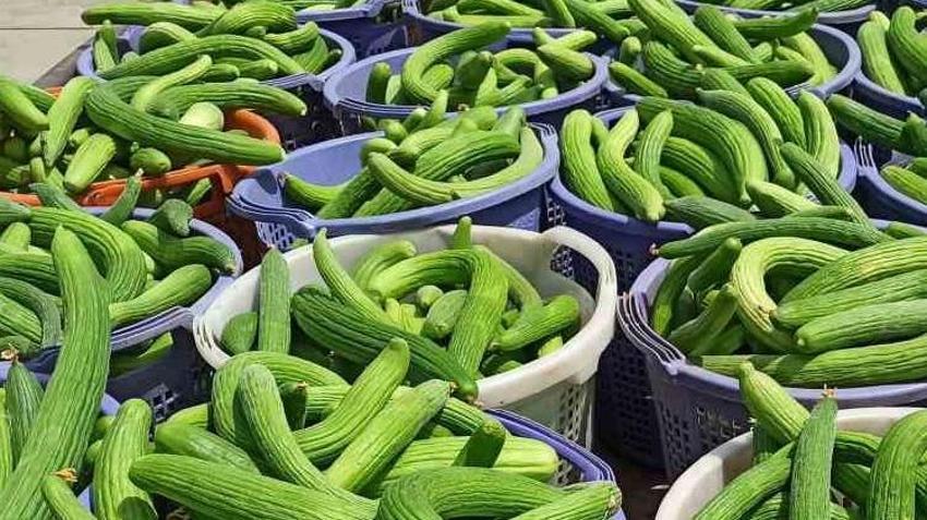 Sarımsaktan sonra ekiyorlar, günde 200 kilo topluyorlar! Kışlık için akın akın geliyorlar