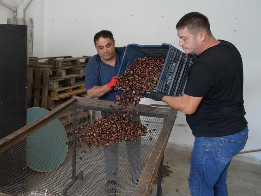 Kastamonu'da kestane vatandaşların yüzünü güldürüyor: Ormanlardan toplanıyor, 350 liraya kadar alıcı buluyor
