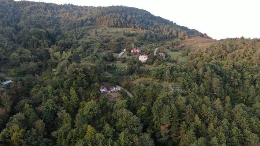 Kastamonu'da kestane vatandaşların yüzünü güldürüyor: Ormanlardan toplanıyor, 350 liraya kadar alıcı buluyor