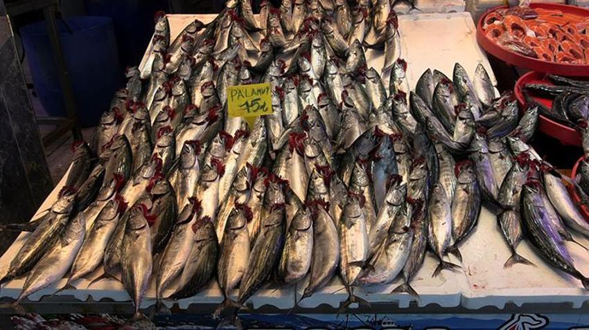 12 yıl sonra Karadeniz'de bir ilk: Trabzon tezgahlarında dev palamut patlaması yaşanıyor!