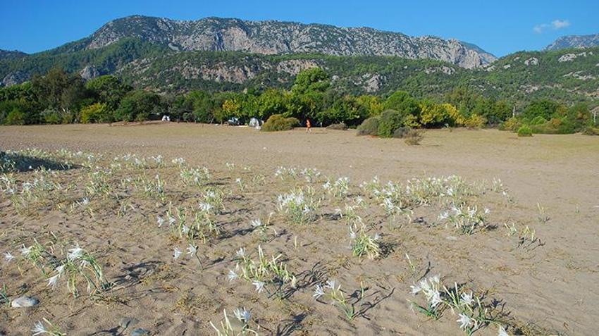Antalya'da caretta caretta önlemleri tescilli kum zambaklarını patlattı!