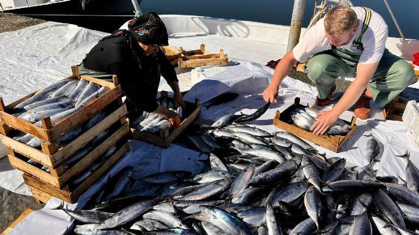 Karadeniz'deki bolluk balık fiyatlarını düşürdü! Balıkçılarının ağına yaklaşık 3 bin palamut takıldı