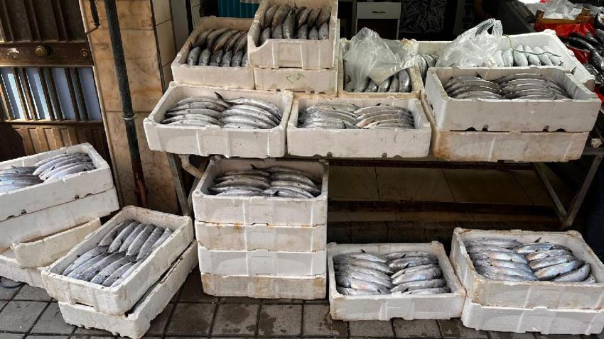 Karadeniz'deki bolluk balık fiyatlarını düşürdü! Balıkçılarının ağına yaklaşık 3 bin palamut takıldı