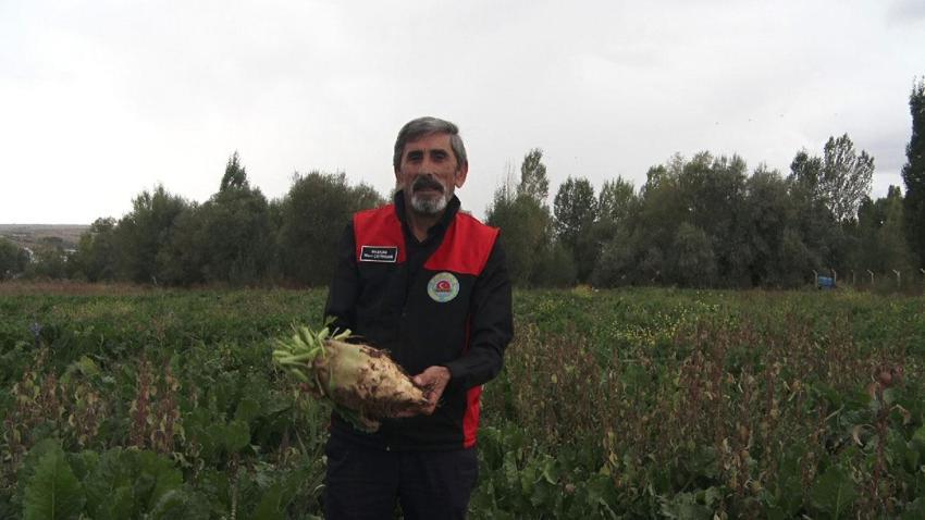 Sivas’ta yüksek rekolte beklentisi! Gece ve gündüzün sıcaklık farkı ürünü etkiliyor kalite artıyor