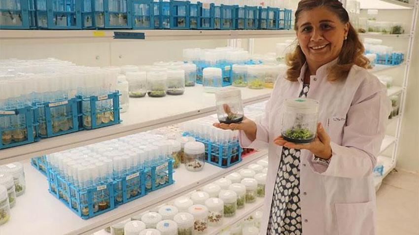 İklim krizine Çukurova kalkanı: 18 milyon TL'lik dev tarım projesi!