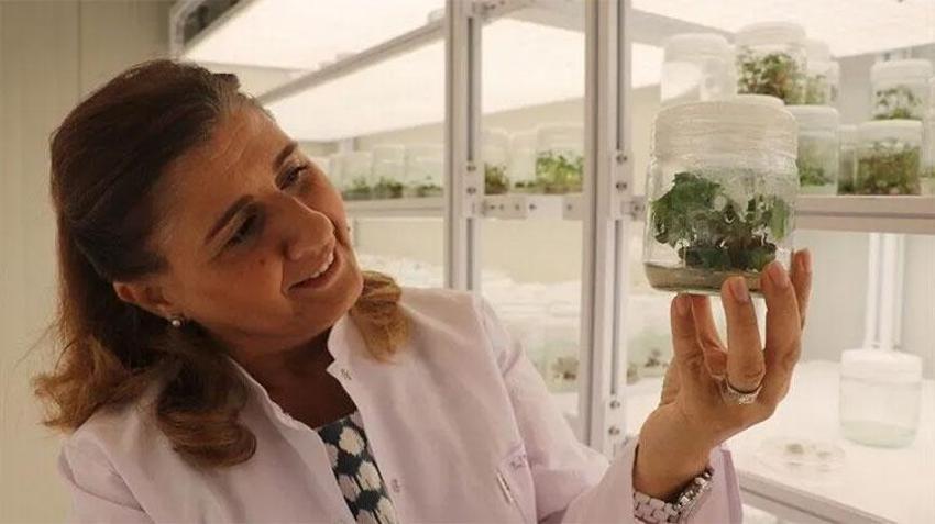 İklim krizine Çukurova kalkanı: 18 milyon TL'lik dev tarım projesi!