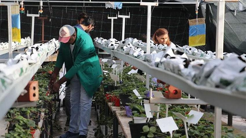 İklim krizine Çukurova kalkanı: 18 milyon TL'lik dev tarım projesi!