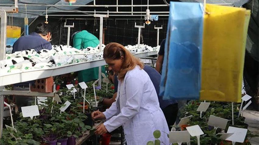 İklim krizine Çukurova kalkanı: 18 milyon TL'lik dev tarım projesi!
