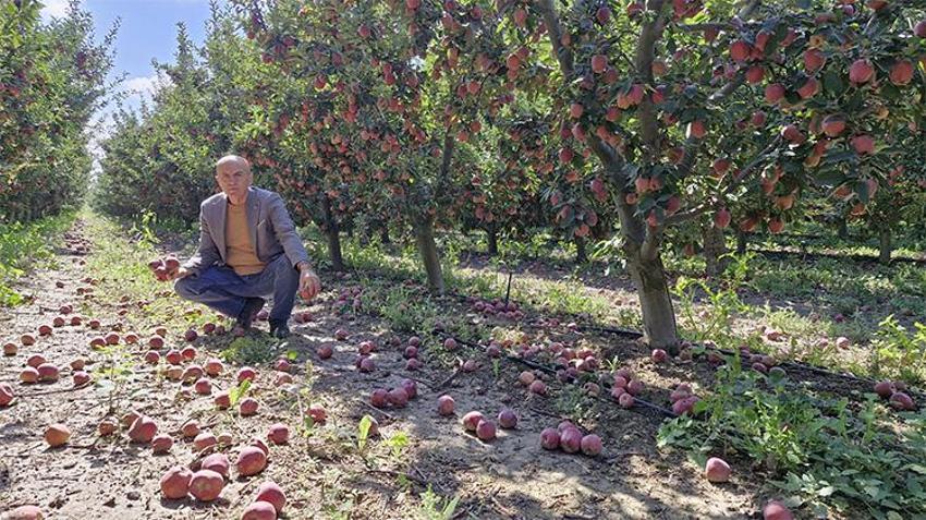 Rekolte tavan yaptı, fiyatlar çakıldı! Kilosu 10 liraya kadar düştü