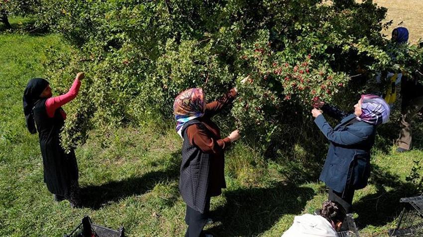Van'da 7 kadının kurduğu kooperatif ilk hasadını yaptı! Elma ve alıçlar ekonomiye kazandırılıyor