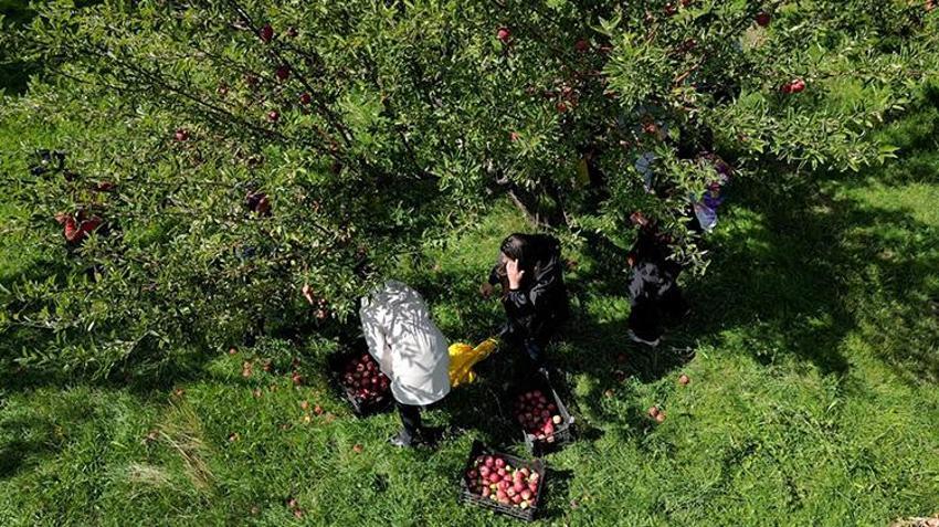 Van'da 7 kadının kurduğu kooperatif ilk hasadını yaptı! Elma ve alıçlar ekonomiye kazandırılıyor