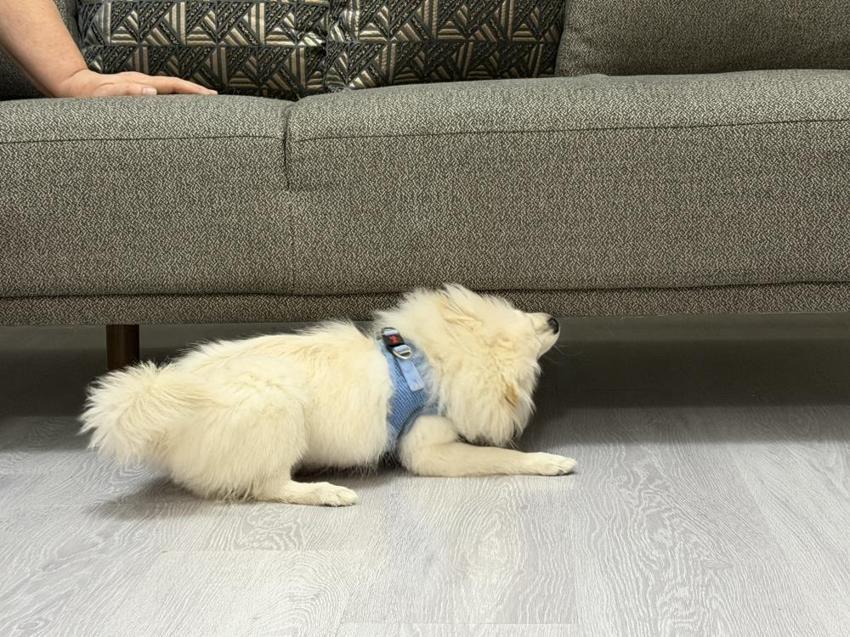 Mardin'de internetten köpek satın aldı: 'Ne evimizde huzur kaldı ne kızımın mutluluğu'