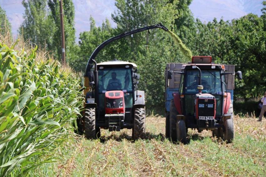 Yağışlar verimi artırdı, tonlarca toplanıyor! Erzincan’da üreticinin maliyetini düşürecek hasat