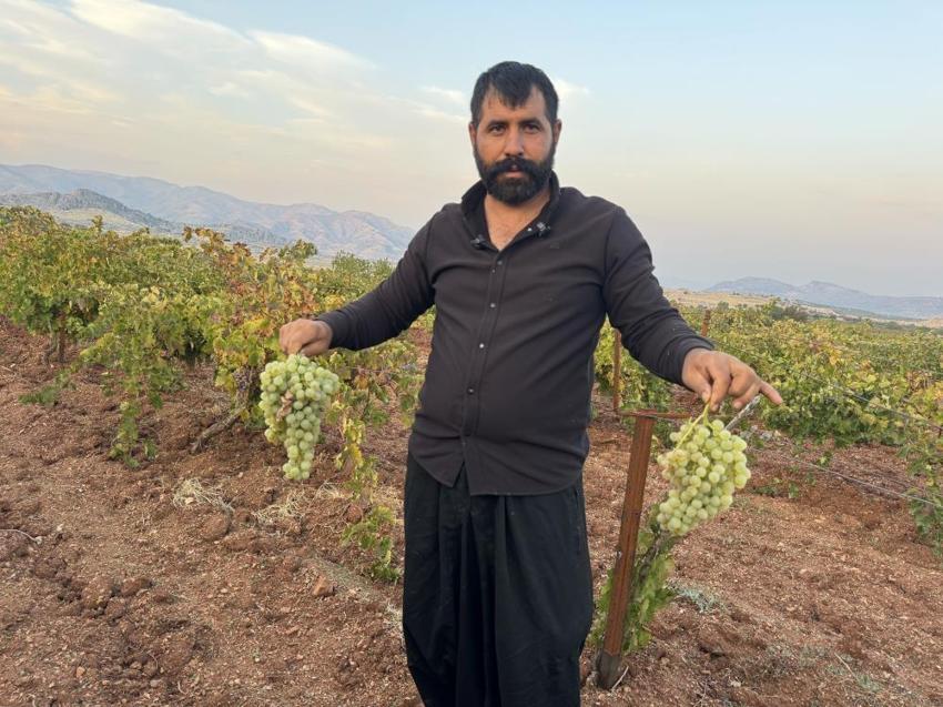 Diyarbakır'da yetişiyor, 81 ile gönderiliyor: Kilosu 100 liradan kapış kapış satılıyor